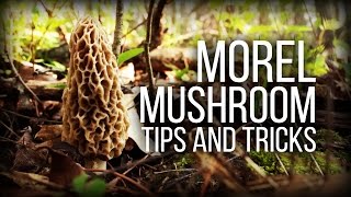 Morel Mushrooms - Tips and observations - Wild Edibles Series