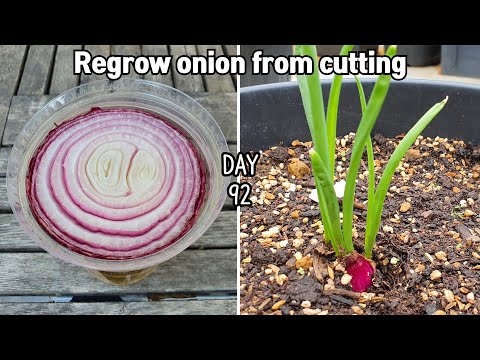 요리에 쓰고 남은 양파 키우기 / How to Regrow onion from cutting