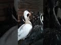 🦆 Duck farming life in Bangladesh 🇧🇩#duck #video