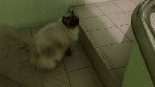 Farah the Himalayan cat runs by JoeMan 160 views 2 years ago 48 seconds