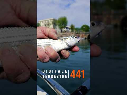 Marco Volpi a pesca di Cefali con la R18