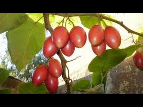 Video: Kā ēst Tamarillo