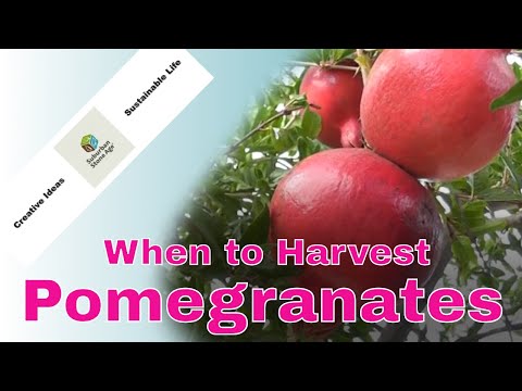 Video: How To Harvest Pomegranate Fruit: When To Harvest Pomegranates