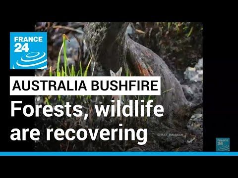 Video: Skončil požár buše v Austrálii?