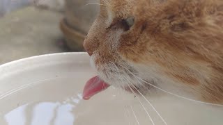 Cat Drinking Water ASMR