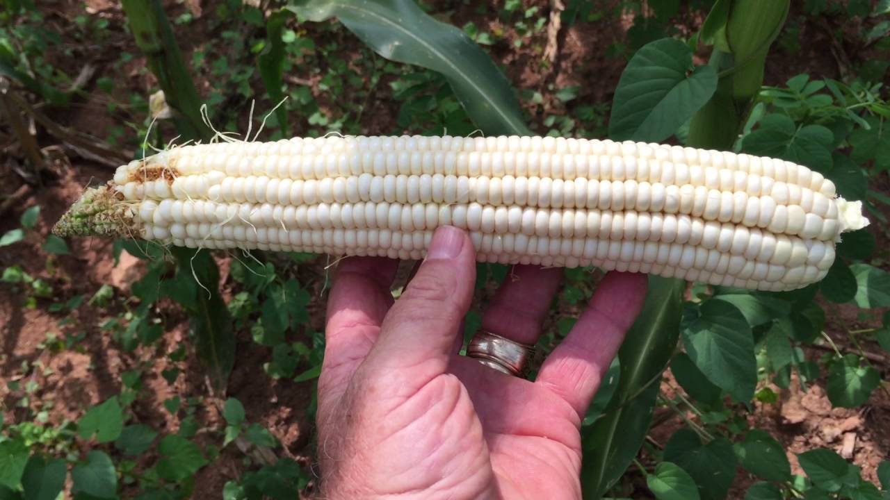 Hastings Prolific Corn YouTube