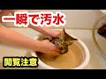 【閲覧注意】廃墟から保護した子猫をシャンプーしたらとんでもない汚れとノミの量だった