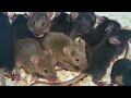 Four Californians monitored for hantavirus