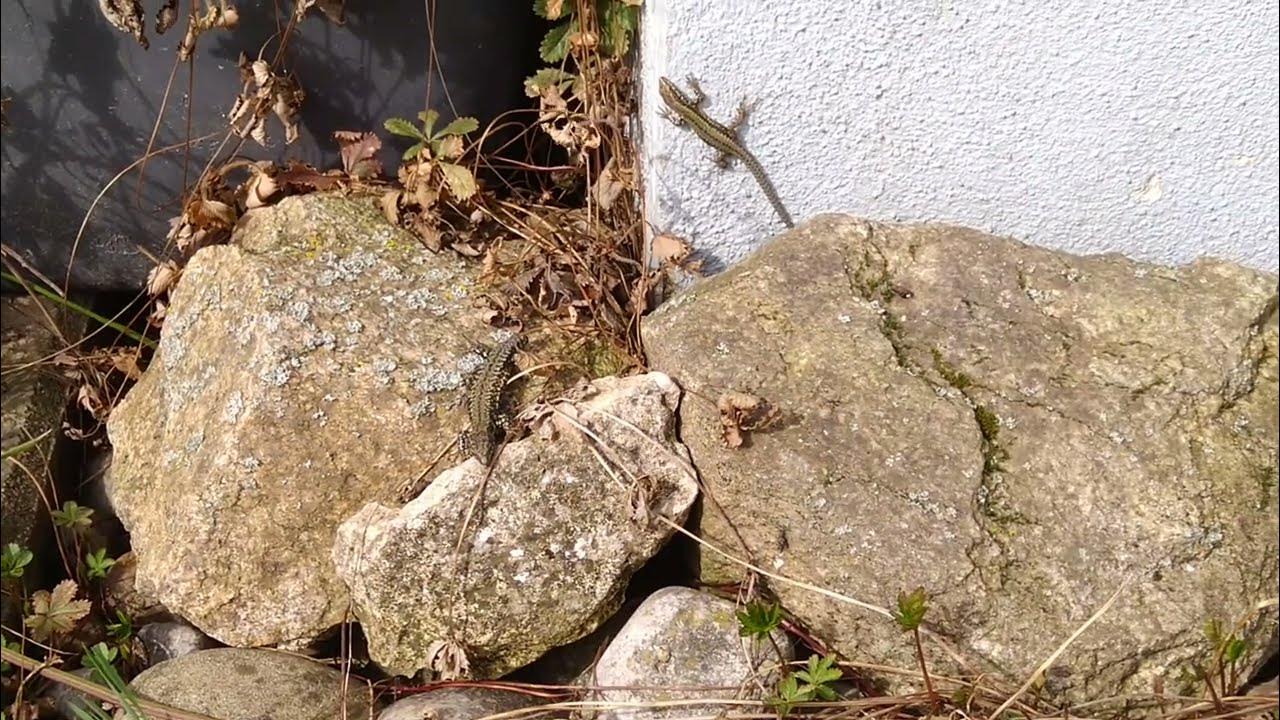 Eidechsen, & was man im Garten dafür tun kann YouTube