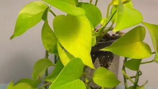 5 Plants I Like To Grow In Water