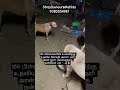 🐾#thanks #sponsored  #straysavioursmetilda