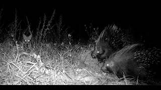 Porcupines and fox by Planet Earth Mina 68 views 1 year ago 2 minutes, 46 seconds