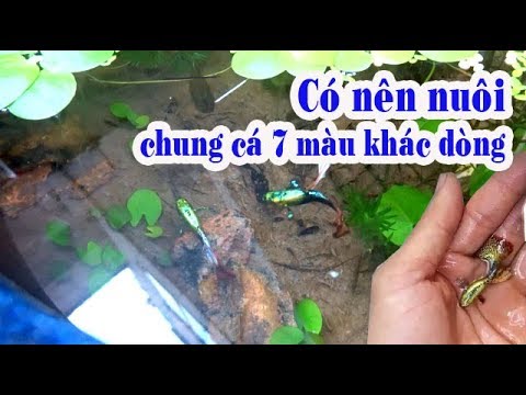 Cá 7 Màu Úc - CÁ 7 MÀU KHÁC DÒNG NUÔI CHUNG ĐƯỢC KHÔNG? | Túc Thịnh