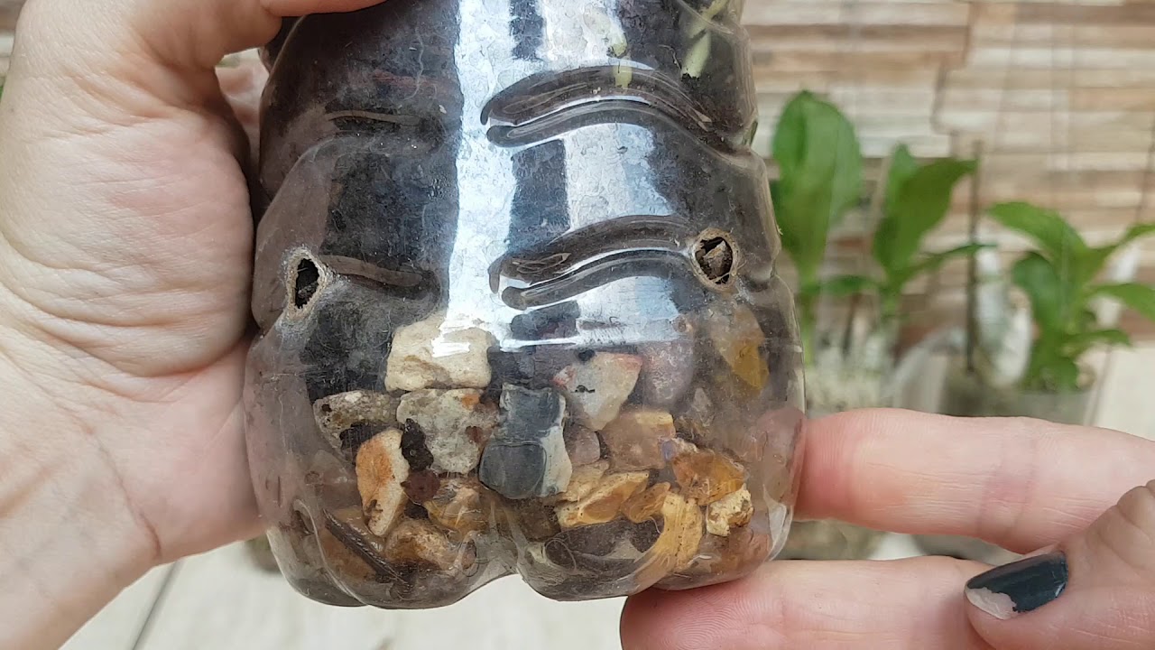 #09 Propagação/corte de Orquídea Catasetum.