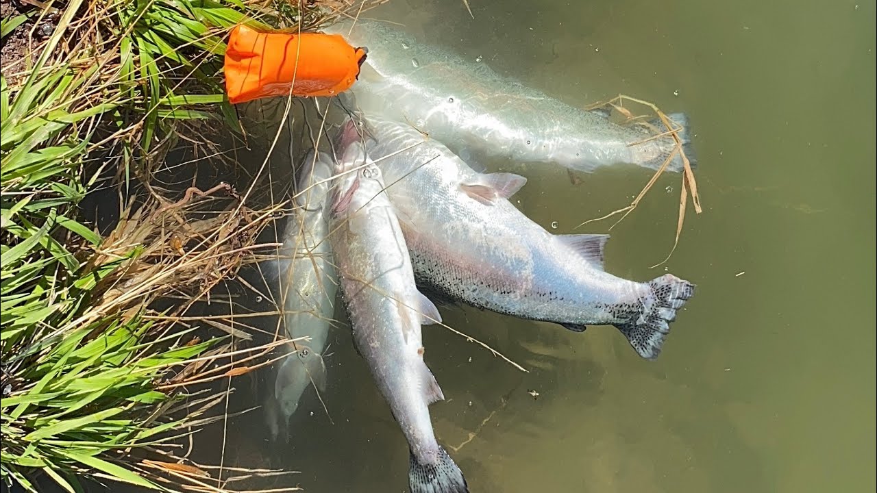 ALABALIK & SOMON AVI - 61