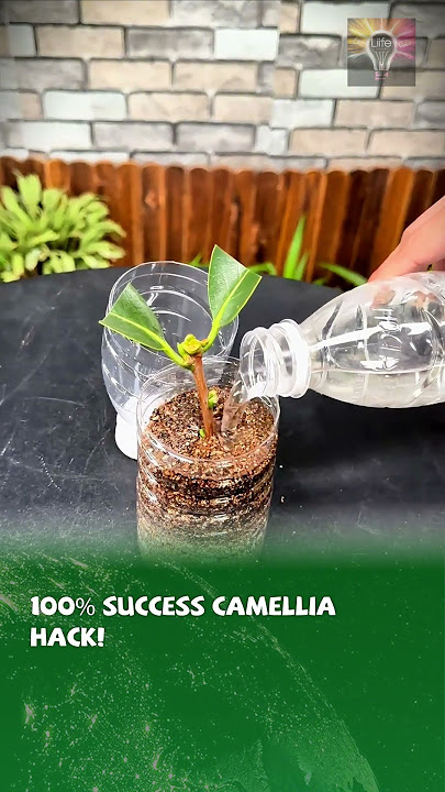 100% Success Camellia Hack! #camellias
