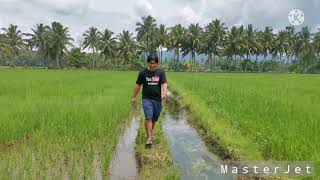 Masterjet Rumampa Sa Palayan Masterjet Shorts