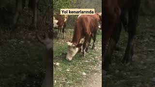  8 Yol Kenarında Otlayan Inekler