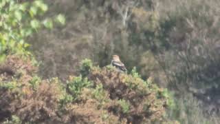 Woodchat Shrike Dunwich Heath 2 May 2026