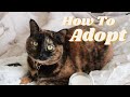 Why You Should Adopt From Shelters ( NOT CRAIGSLIST)