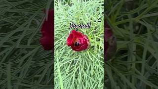 #nomusicasmr #beebath #peonyflower #bumblebee #happybee #buzzingbee #wildpeony #contemplativelife