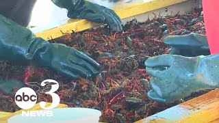 Exclusive Louisiana drought creates crawfish shortage; Pensacola businesses hope for recovery Details