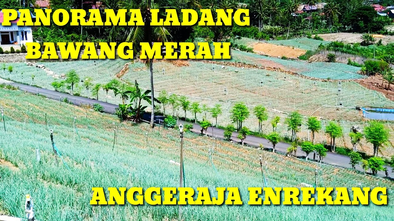 Hamparan Indah Ladang Bawang Merah Di Anggeraja Enrekang 