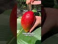 Mangga Miyazaki #trending #buah #videoahorts #buahbuahan #semuaorang