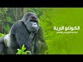 الكونغو البرية حياة قردة الغوريلا في ادغال اوكافنغو أحب الطبيعة Love Nature Mammls الكونغو البرية حياة قردة الغوريلا في ادغال اوكافنغو أحب الطبيعة Love Nature Mammls