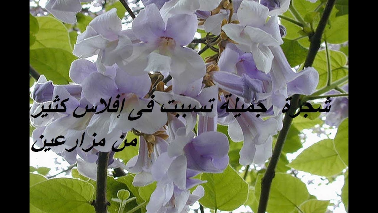 شجرة بولونيا مالها وماعليها  حلقة 306