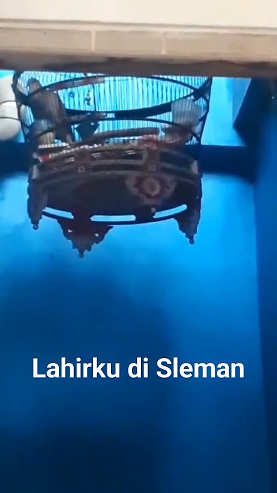 Suara Merdu Burung Derkuku_Pendekar GTA#youtube