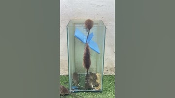 Unique mouse trap/good rat trap 2023 #rattrap #mousetraps #trap #mice