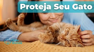 ✅👍 Prevenção da gengivoestomatite felina [ GENGIVITE EM GATOS ]