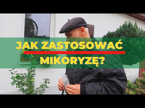 Wideo: Czy mikoryza wiążą azot?