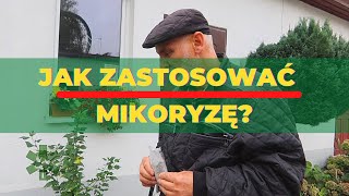 Jak zastosować mikoryzę?