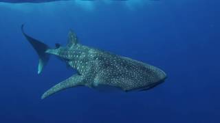 Whale Shark outside Shagra House Reef By Matthias Demacker