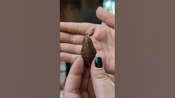 Dancing Pupa Shorts 