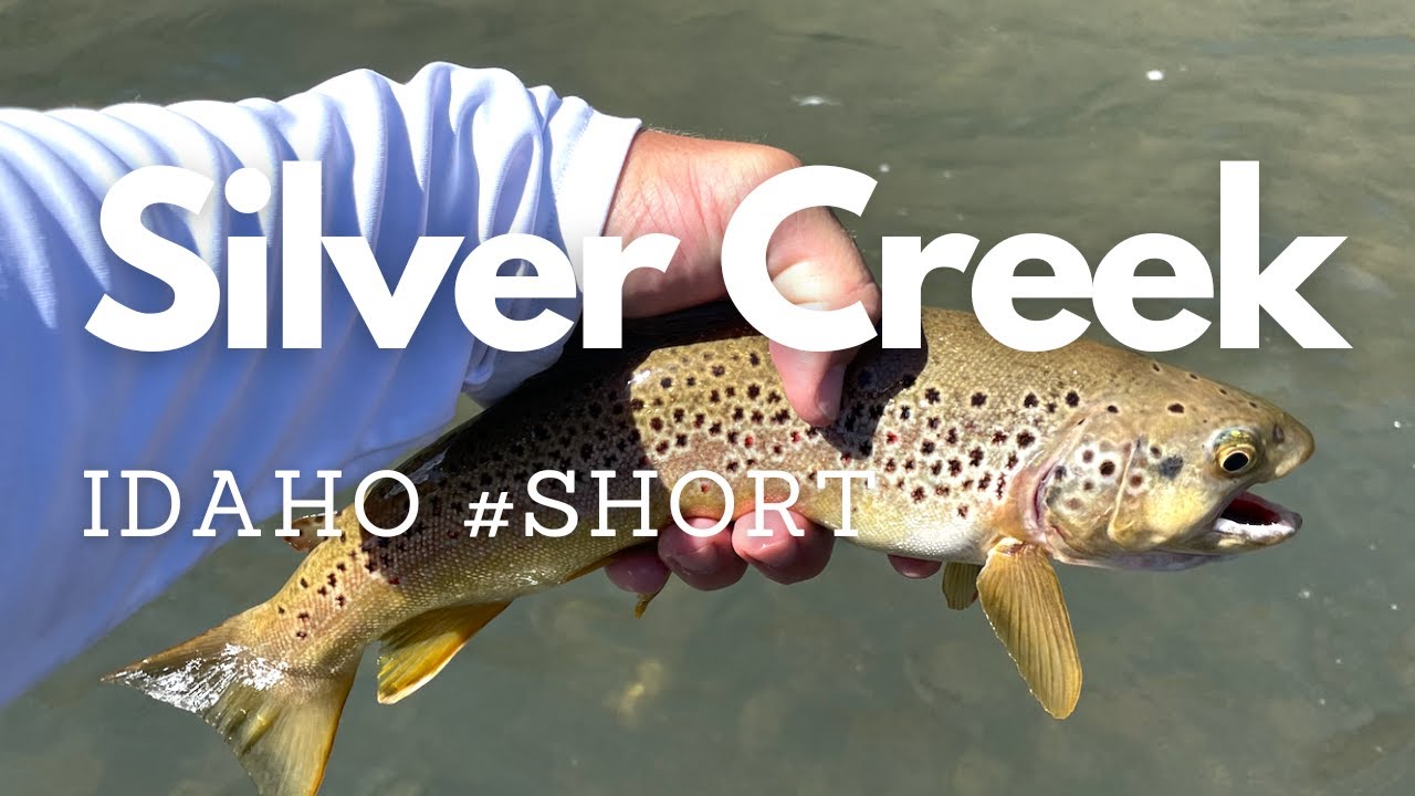 Fly Fishing Silver Creek, Picabo, Idaho shorts YouTube