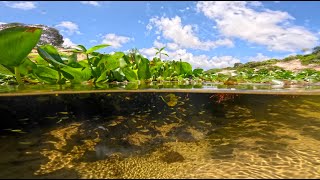 Stream Habitat in Northeastern Brazil