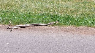 Male Eastern Brown Snakes Fighting At Lake Ginninderra 2 Of 2