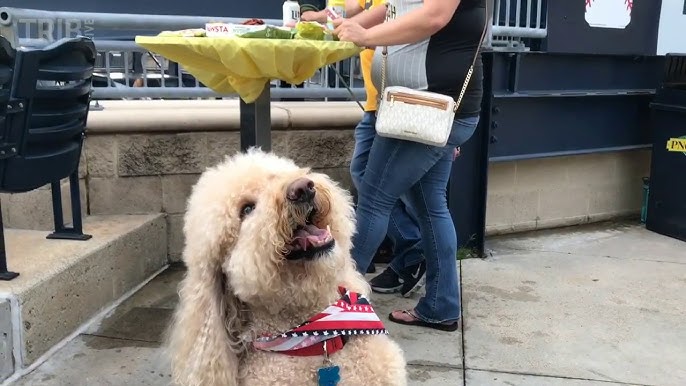 DET@PIT: Fans bring dogs to PNC Park for Pup Night 