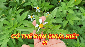 CÂY XUYẾN CHI - TÁC DỤNG TUYỆT VỜI  ÍT NGƯỜI BIẾT CỦA  LOÀI CÂY MỌC HOANG.