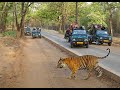 Encounter with Live Tiger @ Bandhavgarh || बाघो और शेरों से आमना सामना बांधवगढ़ में||जंगल में मंगल