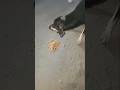 Ham sabko in bejubano ki madad karni chahie.Dogs bhi hamare dost hote hai😀 #helping #tranding #viral