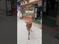 Deer🦌Japan🇯🇵#宮島 #deer #japan