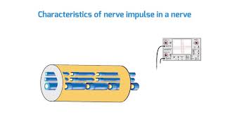 Grade 12 : 12 ||Characteristics of nerve impulse in a nerve|| (2)