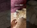 Cat or Dog ? #pet #trending #shorts #viral #music #ytshorts #trend
