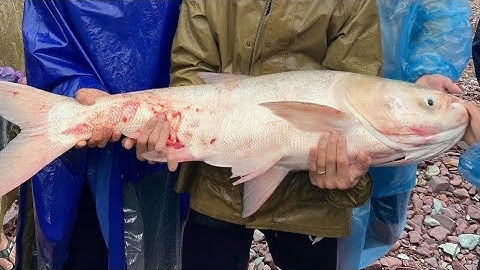 MỒI MÈ , CHI TIẾT CÁCH LÀM VÀ PHỐI TRỘN KHI ĐI CÂU !