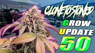 GROW UPDATE 50 - CLONED TO STONED TIKI MADMAN x SOLFIRE GARDENS RASBERRY COLLAB