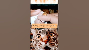 Your eyes and brain are about to be tested 👁️🧠!!? #shorts #cat #challenge #trending #viral